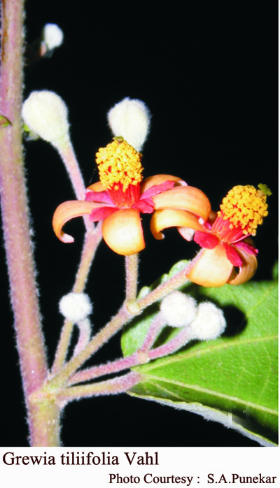 Grewia tiliifolia Vahl